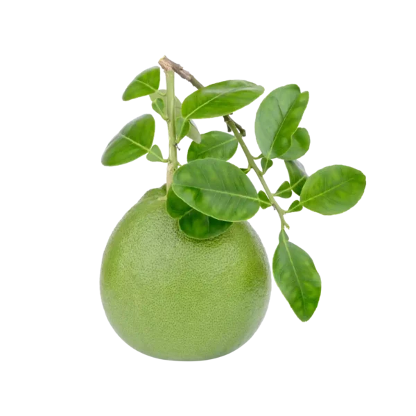 Green Pomelo - Image 4