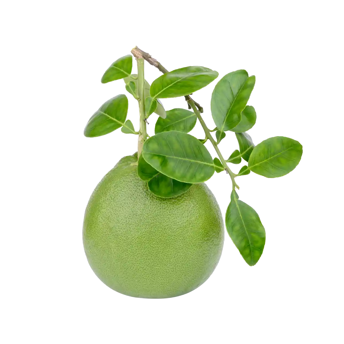 Green Pomelo - Image 4